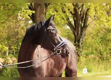 Hanovrien, Hongre, 4 Ans, 174 cm, Noir