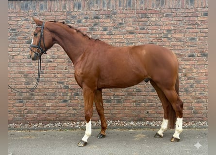 Hanovrien, Hongre, 4 Ans, 175 cm, Alezan