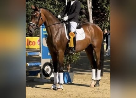 Hanovrien, Hongre, 4 Ans, 175 cm, Bai