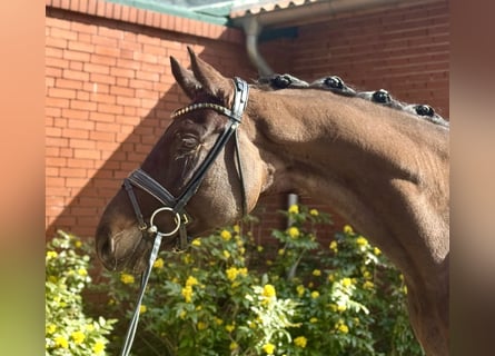 Hanovrien, Hongre, 4 Ans, 175 cm, Bai