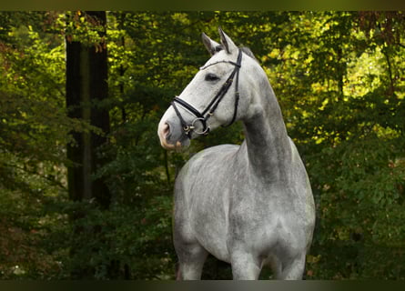 Hanovrien, Hongre, 4 Ans, 175 cm, Gris