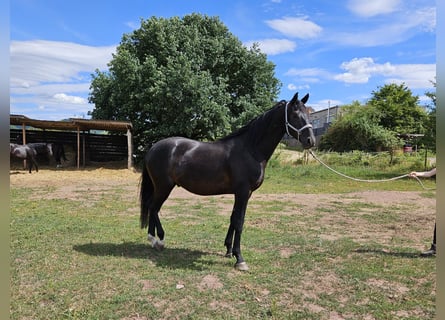 Hanovrien, Hongre, 4 Ans, 175 cm, Noir
