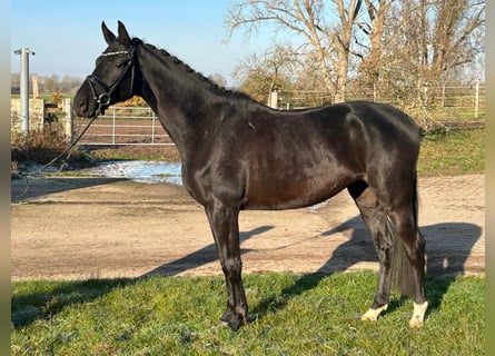 Hanovrien, Hongre, 4 Ans, 175 cm, Noir