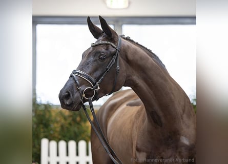 Hanovrien, Hongre, 4 Ans, 175 cm, Noir