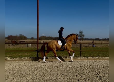 Hanovrien, Hongre, 4 Ans, 177 cm, Alezan
