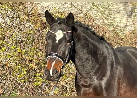 Hanovrien, Hongre, 4 Ans, 177 cm, Bai brun
