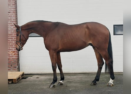 Hanovrien, Hongre, 4 Ans, 178 cm, Bai