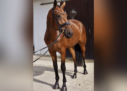 Hanovrien, Hongre, 4 Ans, 178 cm, Bai