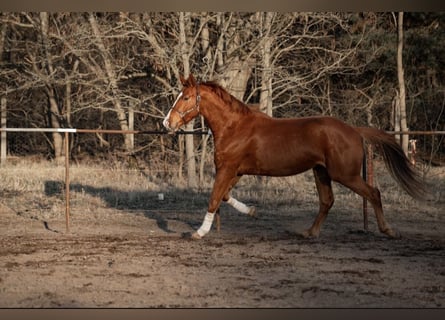 Hanovrien, Hongre, 4 Ans, 180 cm, Alezan