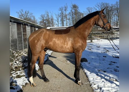 Hanovrien, Hongre, 4 Ans, 183 cm, Bai
