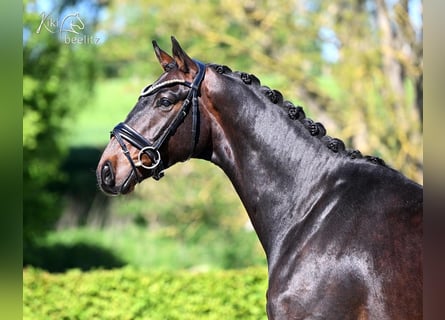 Hanovrien, Hongre, 4 Ans, Bai