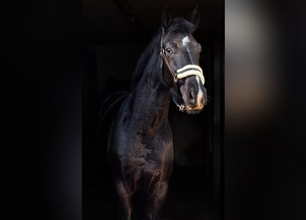 Hanovrien, Hongre, 4 Ans, Noir