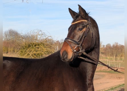 Hanovrien, Hongre, 5 Ans, 162 cm, Bai brun