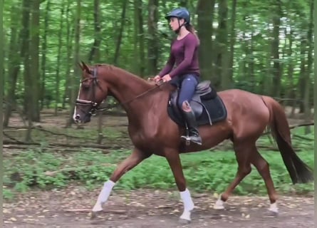 Hanovrien, Hongre, 5 Ans, 163 cm, Alezan brûlé