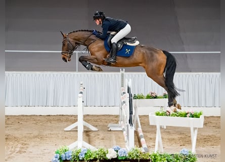 Hanovrien, Hongre, 5 Ans, 163 cm, Bai