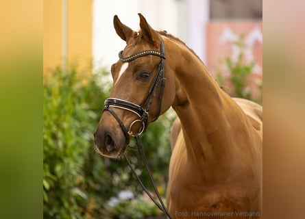 Hanovrien, Hongre, 5 Ans, 165 cm, Alezan