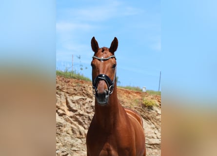 Hanovrien, Hongre, 5 Ans, 165 cm, Alezan