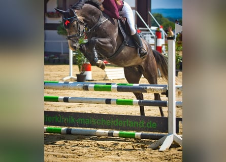 Hanovrien, Hongre, 5 Ans, 165 cm, Gris pommelé