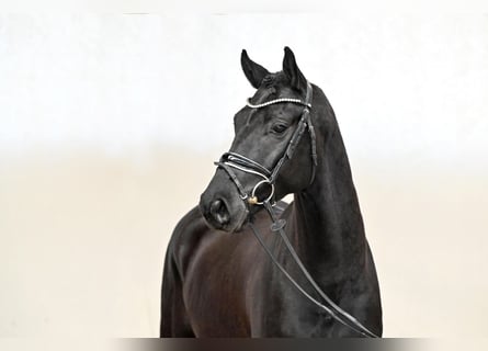 Hanovrien, Hongre, 5 Ans, 165 cm, Noir