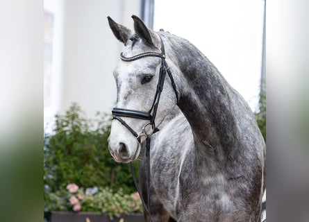 Hanovrien, Hongre, 5 Ans, 167 cm, Bai brun foncé