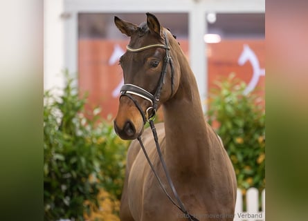 Hanovrien, Hongre, 5 Ans, 167 cm, Bai