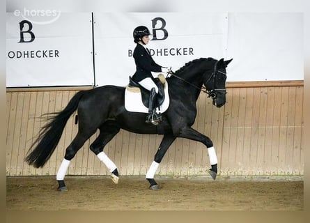 Hanovrien, Hongre, 5 Ans, 167 cm, Noir