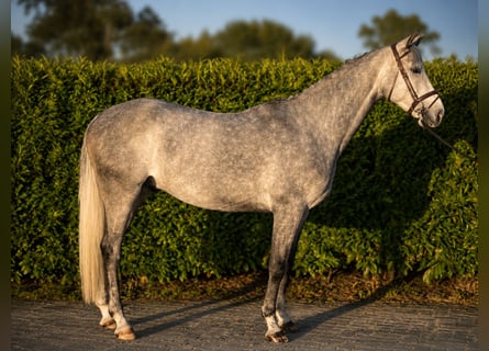 Hanovrien, Hongre, 5 Ans, 168 cm, Gris