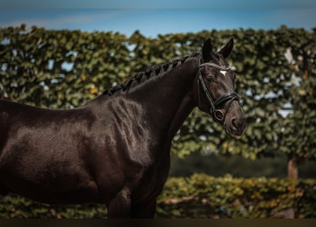 Hanovrien, Hongre, 5 Ans, 168 cm, Noir