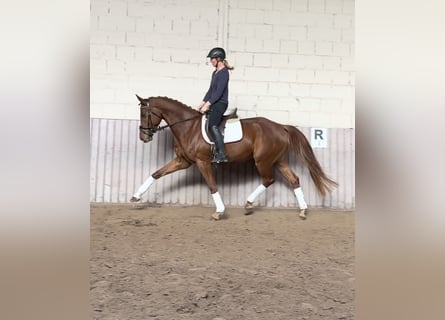 Hanovrien, Hongre, 5 Ans, 169 cm, Alezan
