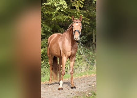 Hanovrien, Hongre, 5 Ans, 169 cm, Alezan
