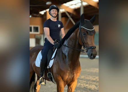 Hanovrien, Hongre, 5 Ans, 169 cm, Bai