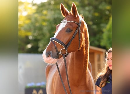 Hanovrien, Hongre, 5 Ans, 169 cm, Bai