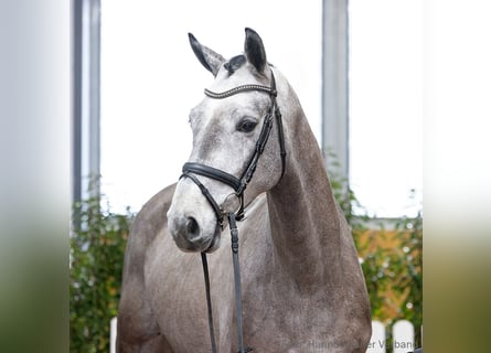 Hanovrien, Hongre, 5 Ans, 169 cm, Gris