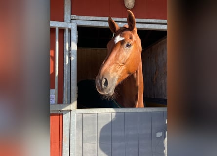 Hanovrien, Hongre, 5 Ans, 170 cm, Alezan brûlé