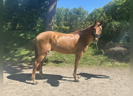 Hanovrien, Hongre, 5 Ans, 170 cm, Alezan