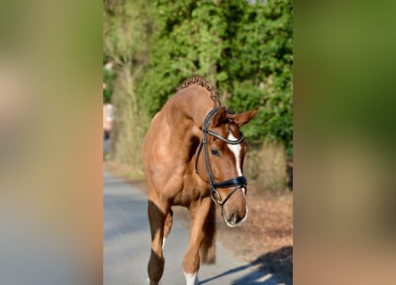 Hanovrien, Hongre, 5 Ans, 170 cm, Alezan
