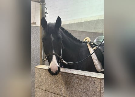 Hanovrien, Hongre, 5 Ans, 170 cm, Bai brun foncé