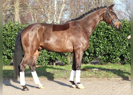 Hanovrien, Hongre, 5 Ans, 170 cm, Bai