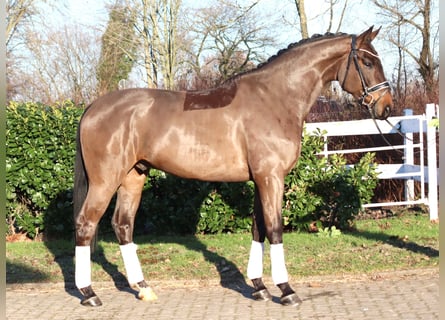 Hanovrien, Hongre, 5 Ans, 170 cm, Bai