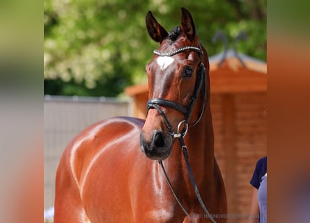 Hanovrien, Hongre, 5 Ans, 170 cm, Bai