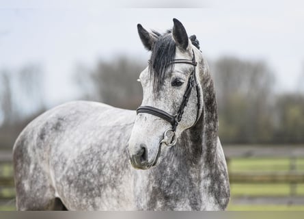 Hanovrien, Hongre, 5 Ans, 170 cm, Gris