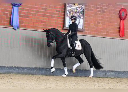 Hanovrien, Hongre, 5 Ans, 170 cm, Noir