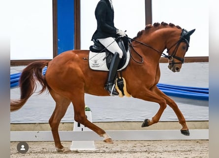 Hanovrien, Hongre, 5 Ans, 171 cm, Alezan