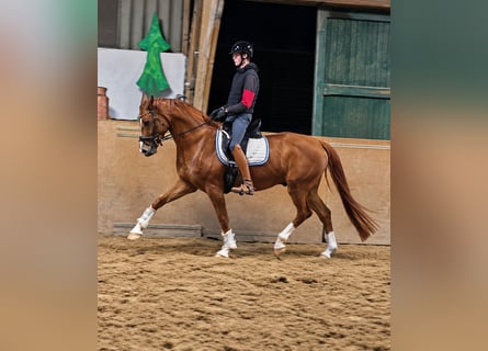 Hanovrien, Hongre, 5 Ans, 172 cm, Alezan