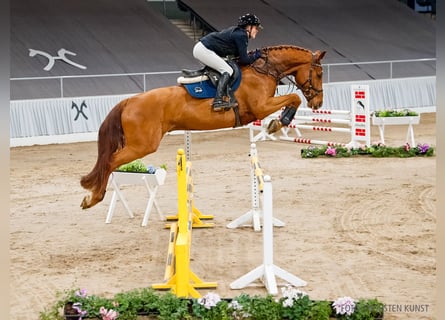 Hanovrien, Hongre, 5 Ans, 172 cm, Alezan