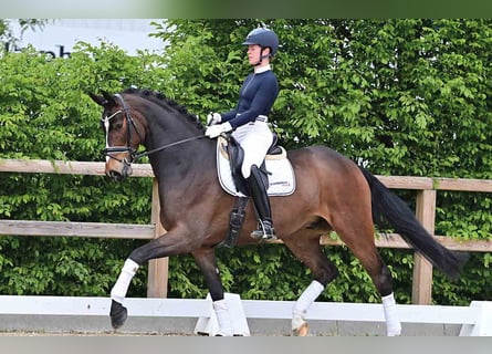 Hanovrien, Hongre, 5 Ans, 172 cm, Bai brun