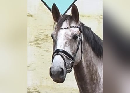 Hanovrien, Hongre, 5 Ans, 172 cm, Gris