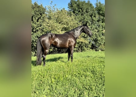 Hanovrien, Hongre, 5 Ans, 172 cm, Noir