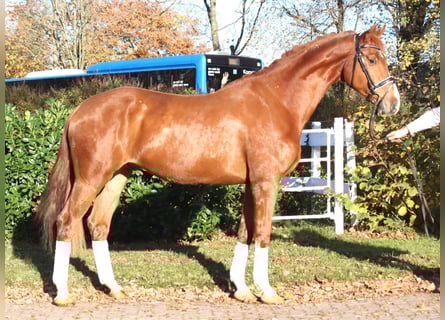 Hanovrien, Hongre, 5 Ans, 173 cm, Alezan