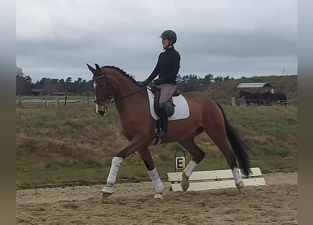 Hanovrien, Hongre, 5 Ans, 173 cm, Bai